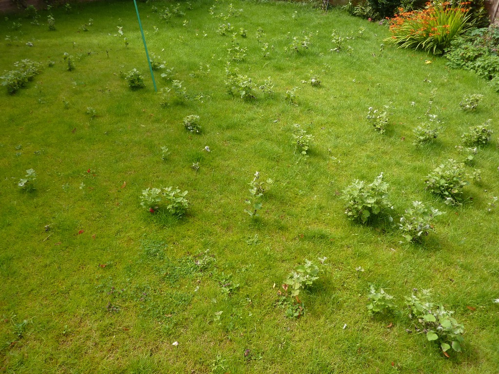 Whats this plant growing all over my lawn? - Page 1 - Homes, Gardens and DIY - PistonHeads