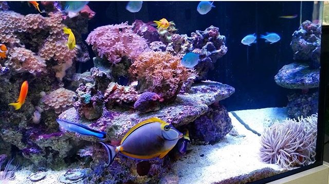 PH Marine Fish Tank Thread - Page 3 - All Creatures Great & Small - PistonHeads