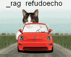 A cat sitting on the hood of a car - Pontinho