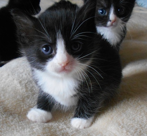 Mubbys foster kittens :)  - Page 1 - All Creatures Great & Small - PistonHeads