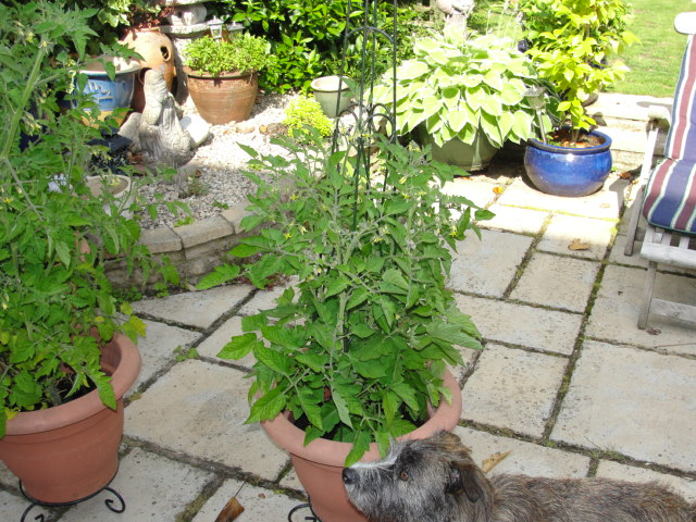 Tomato plants - Page 1 - Homes, Gardens and DIY - PistonHeads