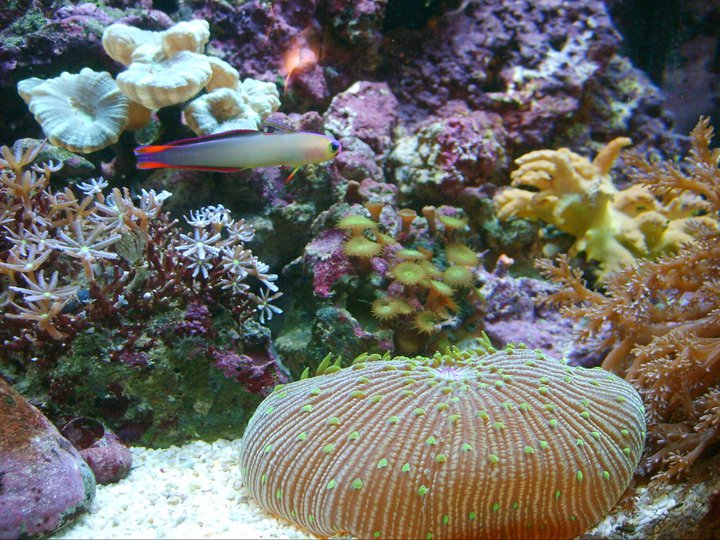 PH Marine Fish Tank Thread - Page 1 - All Creatures Great & Small - PistonHeads