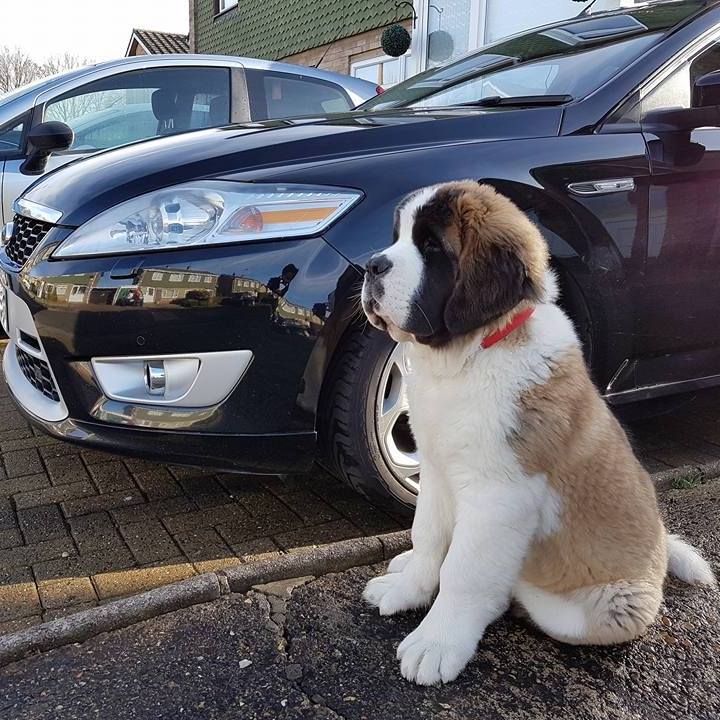 Post photos of your dogs vol2 - Page 462 - All Creatures Great & Small - PistonHeads