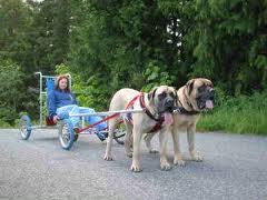 How do you transport a large Dog? - Page 1 - All Creatures Great & Small - PistonHeads