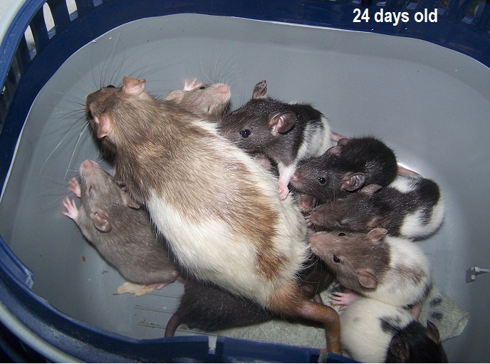 Baby rats now born - live webcam link - Page 7 - All Creatures Great & Small - PistonHeads