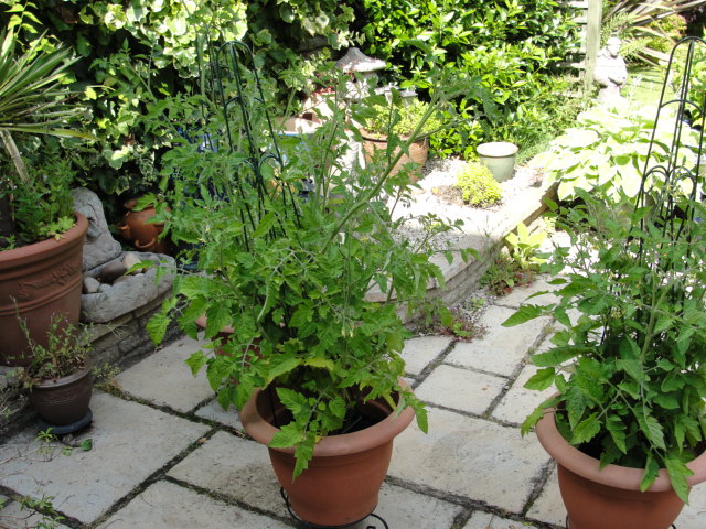 Tomato plants - Page 1 - Homes, Gardens and DIY - PistonHeads
