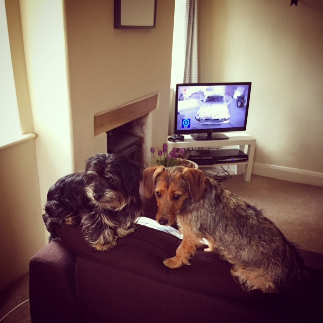 Post photos of your dogs vol2 - Page 233 - All Creatures Great & Small - PistonHeads