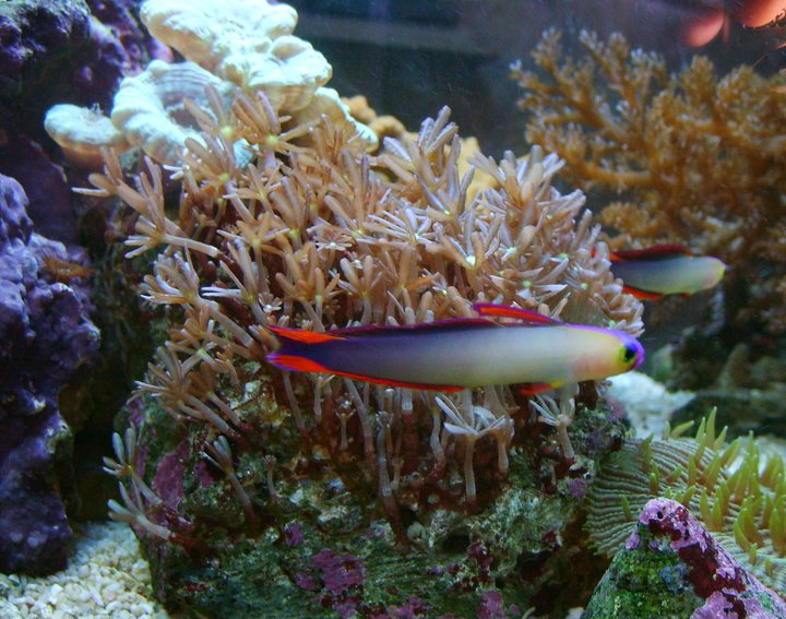 PH Marine Fish Tank Thread - Page 1 - All Creatures Great & Small - PistonHeads