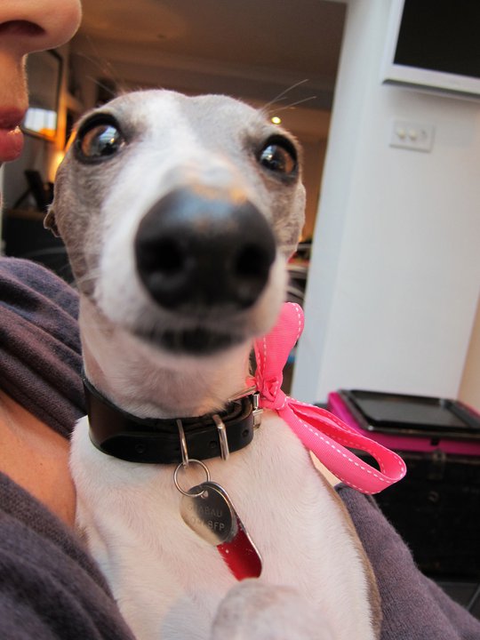 Wilf the whippet has arrived - Page 2 - All Creatures Great & Small - PistonHeads