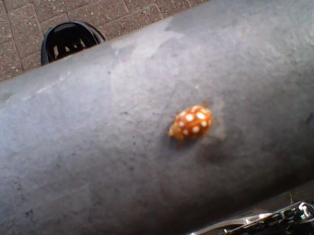An orange ladybird spotted - Page 1 - All Creatures Great & Small - PistonHeads