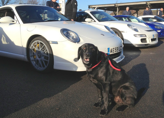 A black and white dog sitting on top of a car - Pistonheads