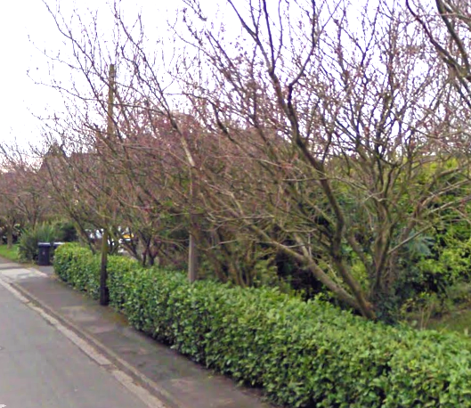 Hedges that encroach onto a footpath badly - Resporting it  - Page 1 - Speed, Plod & the Law - PistonHeads
