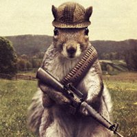 Would a decent air rifle kill a grey squirrel? - Page 1 - The Lounge - PistonHeads