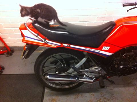 A cat sitting on top of a motorcycle - Pistonheads