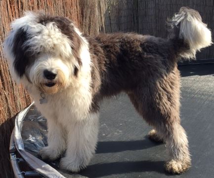 Old English Sheep dog as a pet? - Page 3 - All Creatures Great & Small - PistonHeads