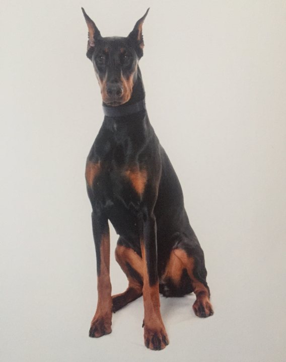 Dobermann breeder experiences sought - Page 1 - All Creatures Great & Small - PistonHeads