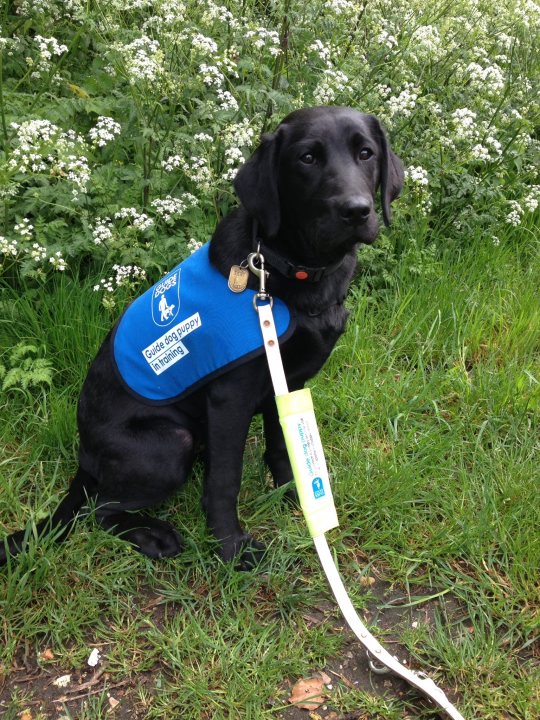 Guide Dog Puppy : meet Maggie - Page 2 - All Creatures Great & Small - PistonHeads