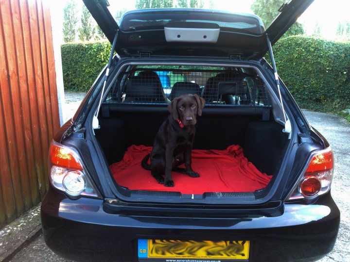 Post photos of your dogs - Page 341 - All Creatures Great & Small - PistonHeads