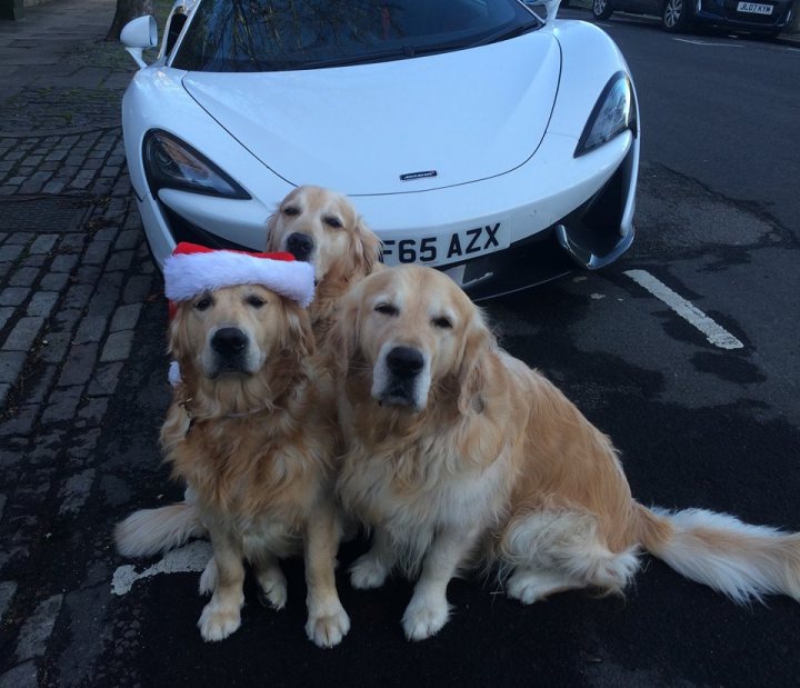 Post photos of your dogs vol2 - Page 317 - All Creatures Great & Small - PistonHeads