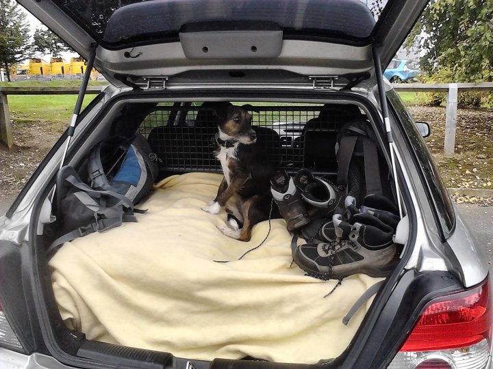 Post photos of your dogs vol2 - Page 133 - All Creatures Great & Small - PistonHeads