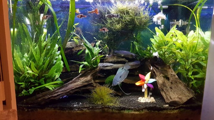 My freshwater planted nano tank project - Page 10 - All Creatures Great & Small - PistonHeads