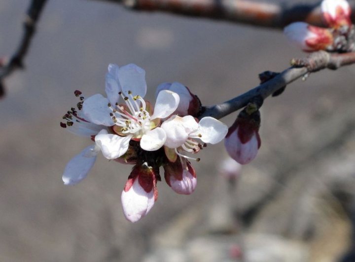 桃花