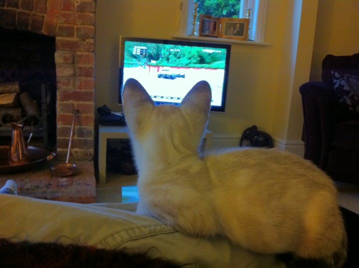 The cat likes F1! - Page 1 - All Creatures Great & Small - PistonHeads