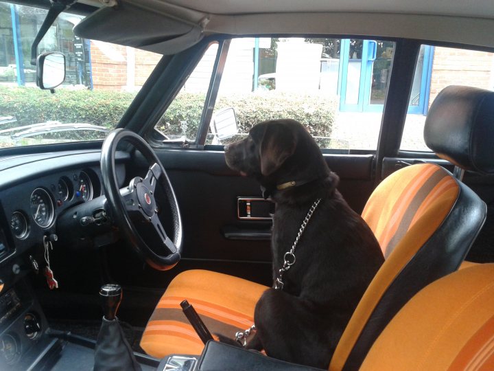 Post photos of your dogs - Page 378 - All Creatures Great & Small - PistonHeads