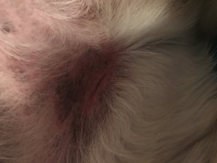 8yr Old Lab Male Skin Issues - help pls! BexVN AliKat :-) - Page 1 - All Creatures Great & Small - PistonHeads