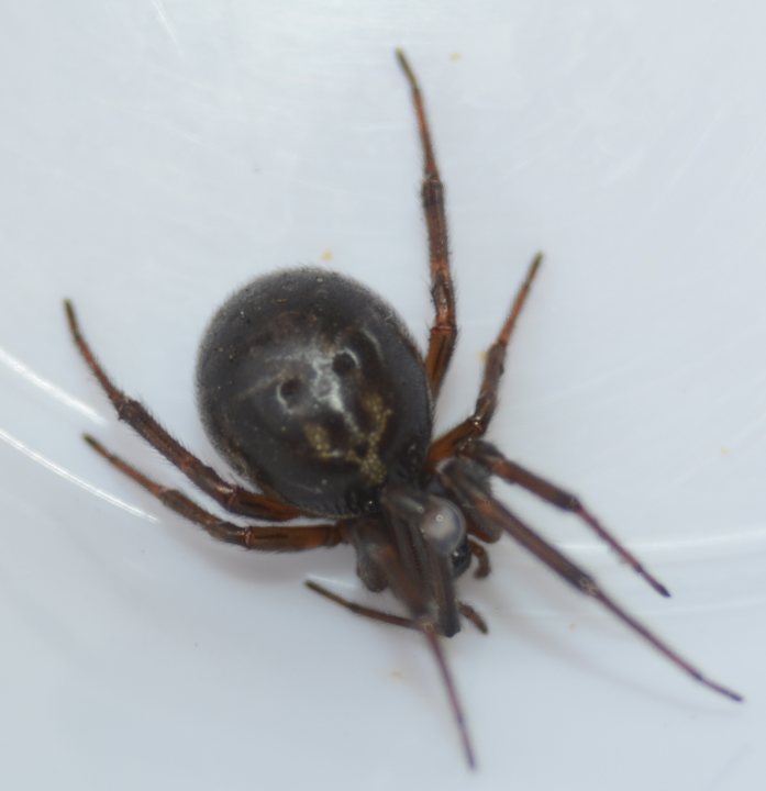 Is this a False Widow - Page 1 - All Creatures Great & Small - PistonHeads
