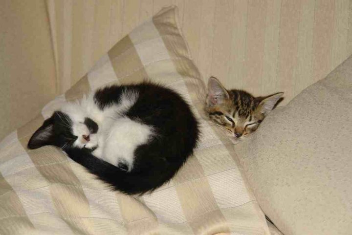 New kittens: Sasha & Sveta - Page 1 - All Creatures Great & Small - PistonHeads
