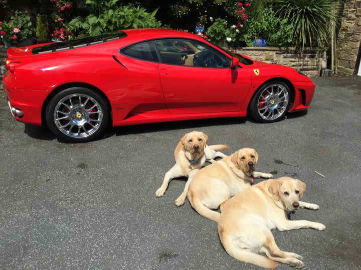 Nice car you can fit dogs in the back of? - Page 1 - Supercar General - PistonHeads