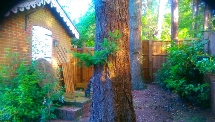 2 massive trees in a tiny garden  - Page 2 - Homes, Gardens and DIY - PistonHeads