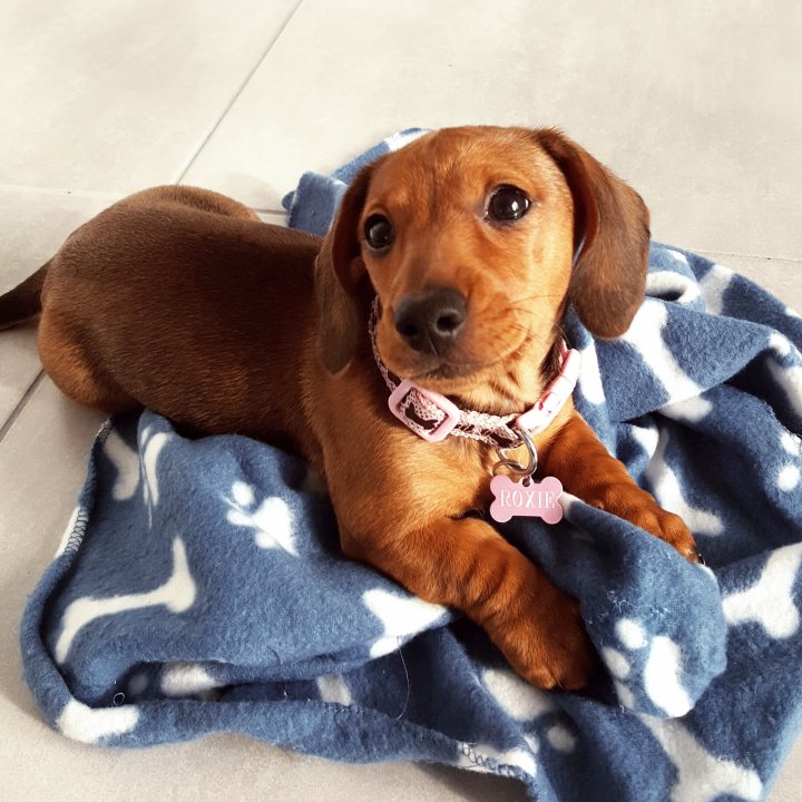 Roxie the Doxie - our new miniature dachshund - Page 2 - All Creatures Great & Small - PistonHeads