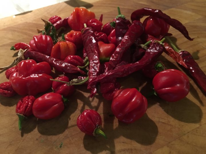 Chilli peppers .....help! What are they? - Page 2 - Food, Drink & Restaurants - PistonHeads