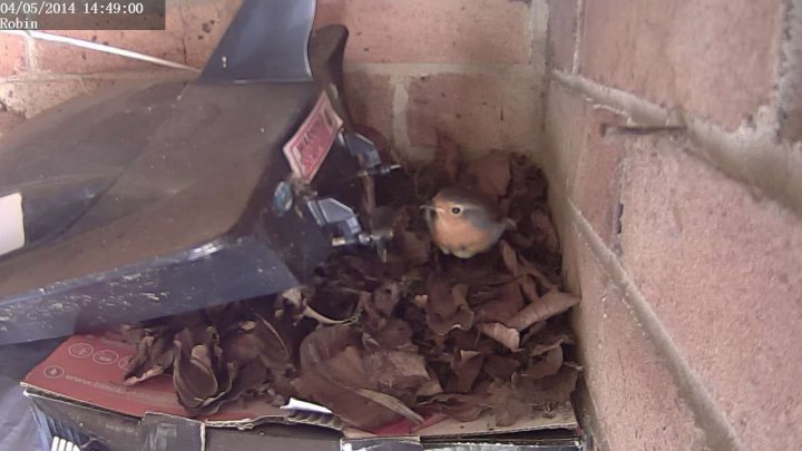 Robins nest in my garage. - Page 2 - All Creatures Great & Small - PistonHeads