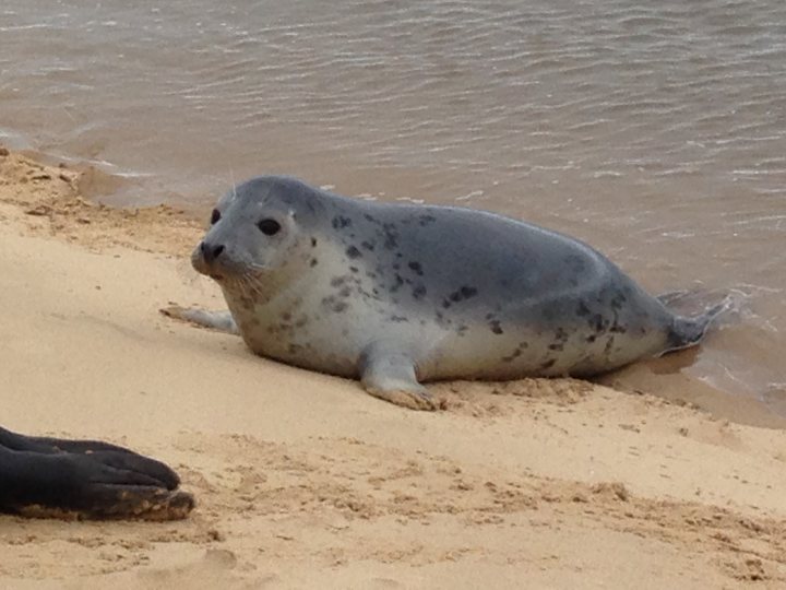 Seals of North Norfolk in April? - Page 1 - Holidays & Travel - PistonHeads