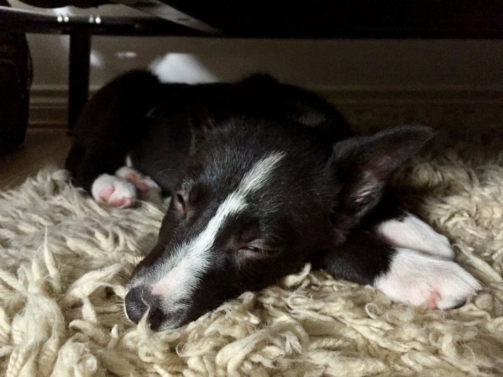 Border Collie Love, and new addition. - Page 1 - All Creatures Great & Small - PistonHeads