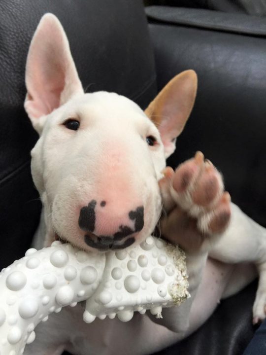 English Bull Terrier - Page 6 - All Creatures Great & Small - PistonHeads