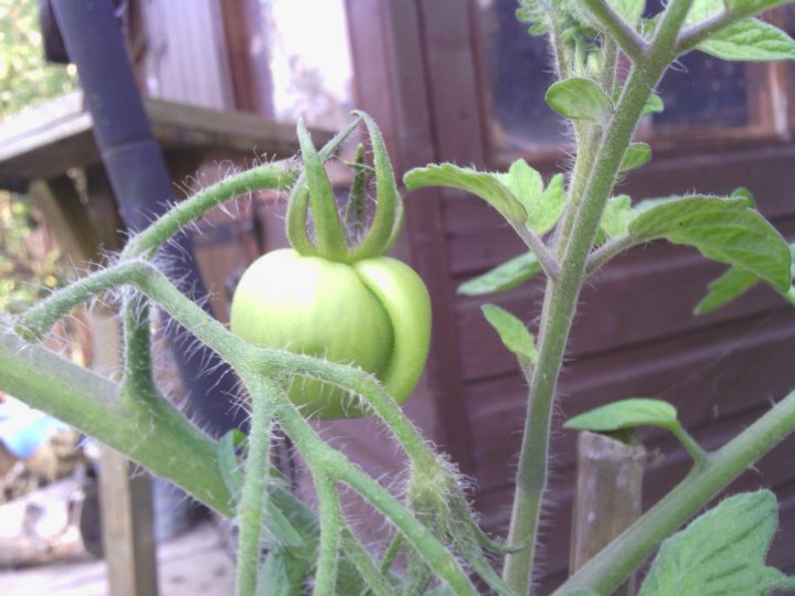 Tomato plants - Page 3 - Homes, Gardens and DIY - PistonHeads