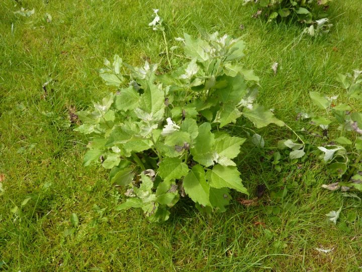 Whats this plant growing all over my lawn? - Page 1 - Homes, Gardens and DIY - PistonHeads