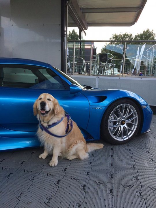 Post photos of your dogs vol2 - Page 385 - All Creatures Great & Small - PistonHeads