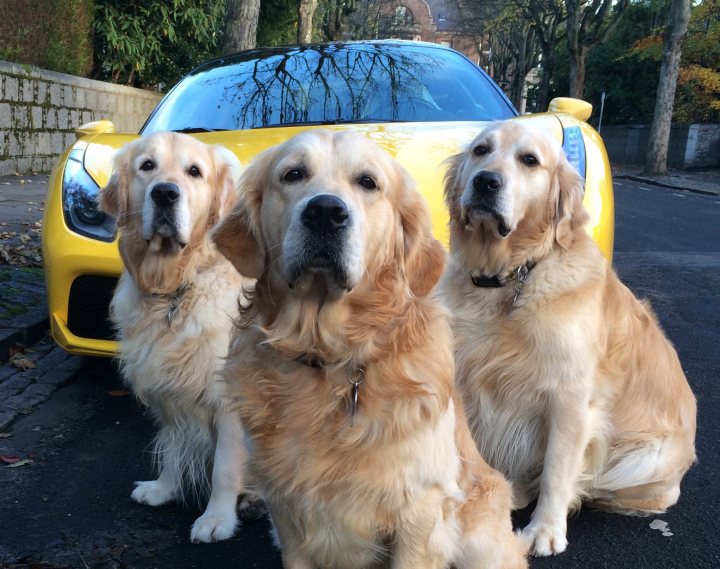 Post photos of your dogs vol2 - Page 309 - All Creatures Great & Small - PistonHeads