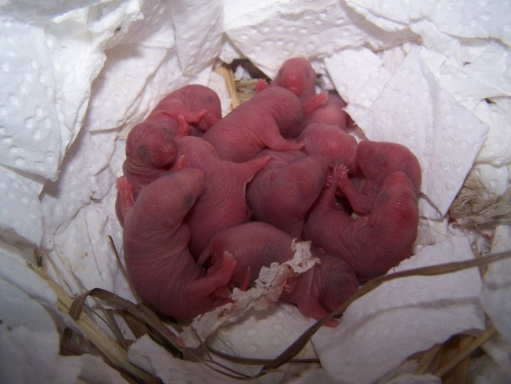 Baby rats now born - live webcam link - Page 1 - All Creatures Great & Small - PistonHeads