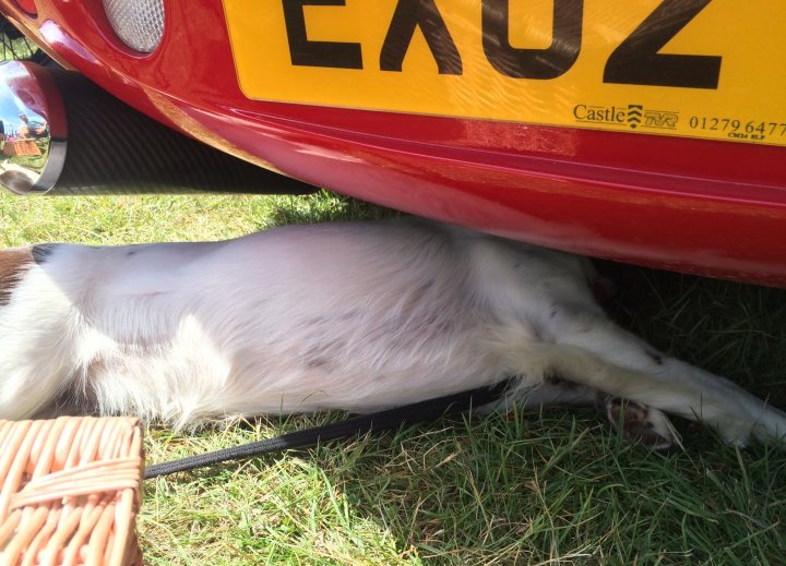 Post photos of your dogs vol2 - Page 269 - All Creatures Great & Small - PistonHeads