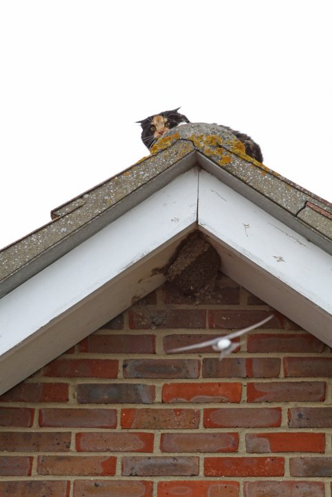 Pair of Swallows or Swifts in my out-building. - Page 1 - Homes, Gardens and DIY - PistonHeads
