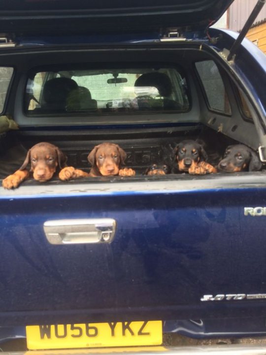 Post photos of your dogs vol2 - Page 499 - All Creatures Great & Small - PistonHeads