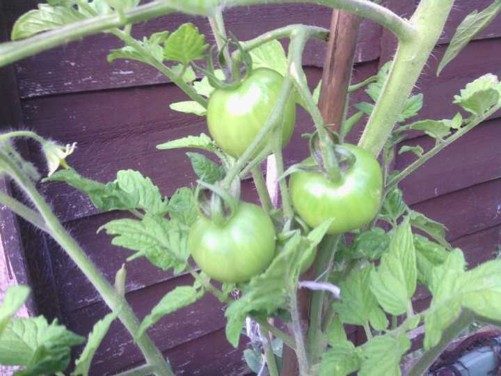 Tomato plants - Page 3 - Homes, Gardens and DIY - PistonHeads