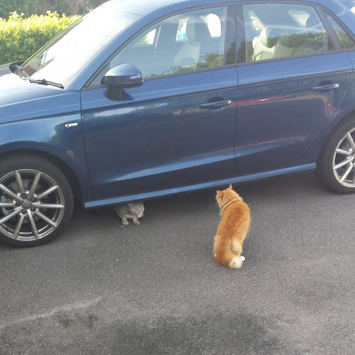 A cat sitting on the hood of a car - Pistonheads