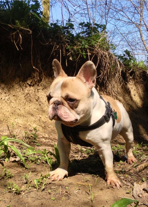 Meet Olive the Frenchie! - Page 1 - All Creatures Great & Small - PistonHeads